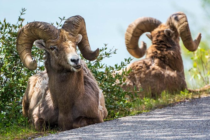 Jasper Evening Wildlife Tour - Getting there: minibus comfort, Pickup, and the Two Brothers Totem Pole start
