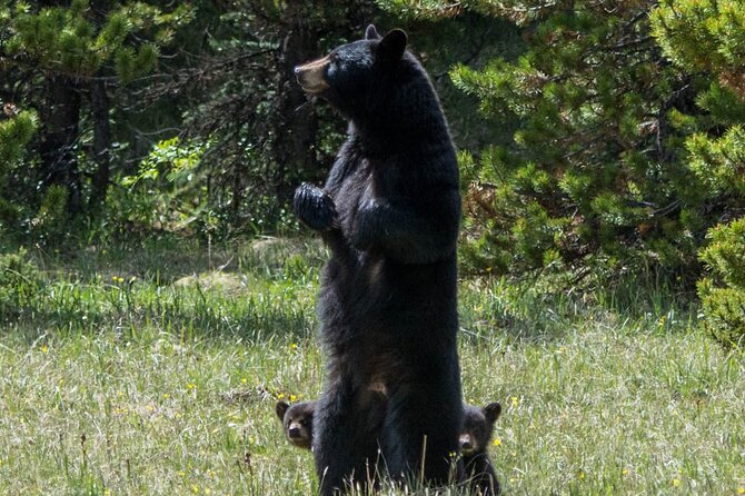 Jasper Evening Wildlife Tour - What the 3-hour route feels like once you’re moving