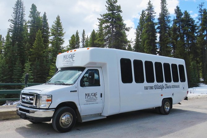 Jasper Evening Wildlife Tour - Stop 1 at Maligne Adventures, then the day’s seasonal wildlife spots