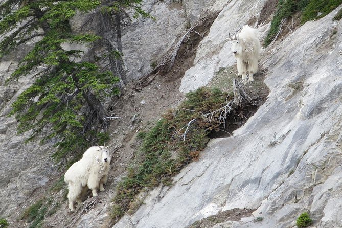 Jasper Evening Wildlife Tour - Wildlife you can realistically watch for, plus what to focus on