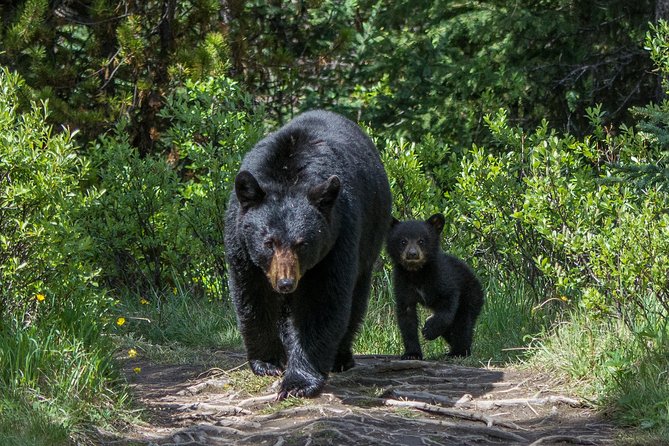 Jasper Evening Wildlife Tour - Why bears can be hit-or-miss here, even on a great night