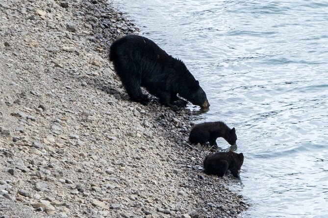 Jasper Evening Wildlife Tour - The guide factor: live narration that turns sightings into understanding