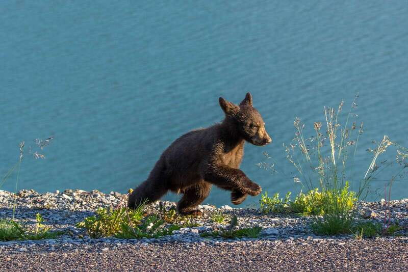 Jasper National Park: Evening or Morning Wildlife Watch Tour - Key Points I’d Put on Your Jasper To-Do List