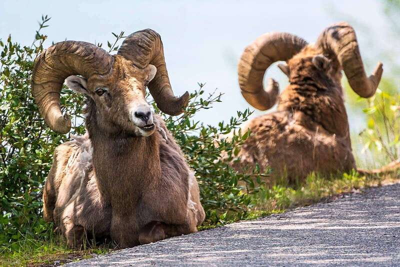 Jasper National Park: Evening or Morning Wildlife Watch Tour - Should You Book This Jasper Wildlife Watch Tour?