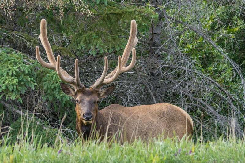 Jasper National Park: Evening or Morning Wildlife Watch Tour - From Jasper Hotel Pickup to Rocky Mountain Roads