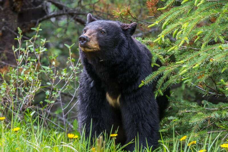 Jasper National Park: Evening or Morning Wildlife Watch Tour - Wildlife Viewing From Windows, Plus Quick Walks at the Right Moment