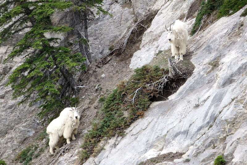 Jasper National Park: Evening or Morning Wildlife Watch Tour - What You Can Actually Expect to See in Jasper