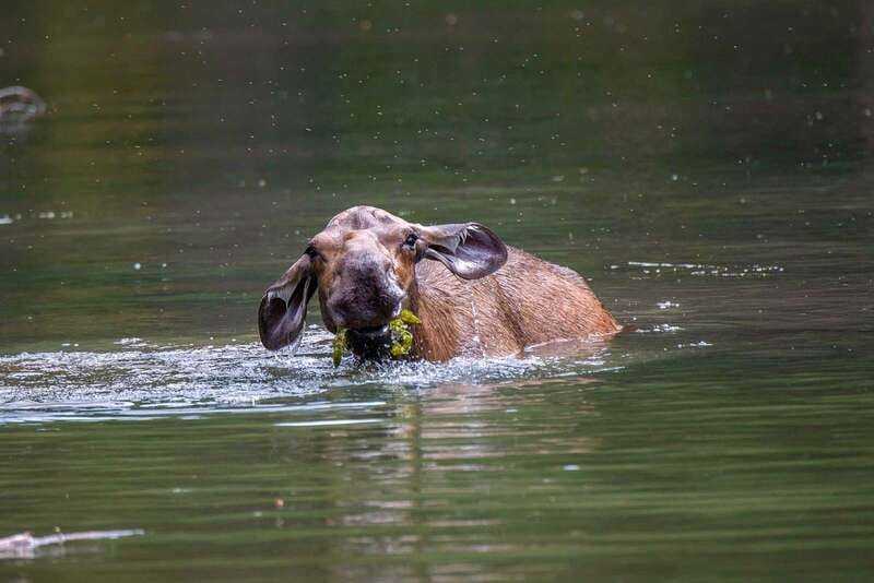 Jasper National Park: Evening or Morning Wildlife Watch Tour - The Wildlife Management Angle That Makes the Tour More Than Spotting