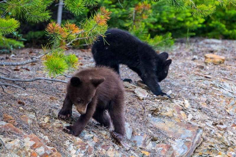 Jasper National Park: Evening or Morning Wildlife Watch Tour - How Long Is 3 Hours, and How the Hunt Feels on the Ground