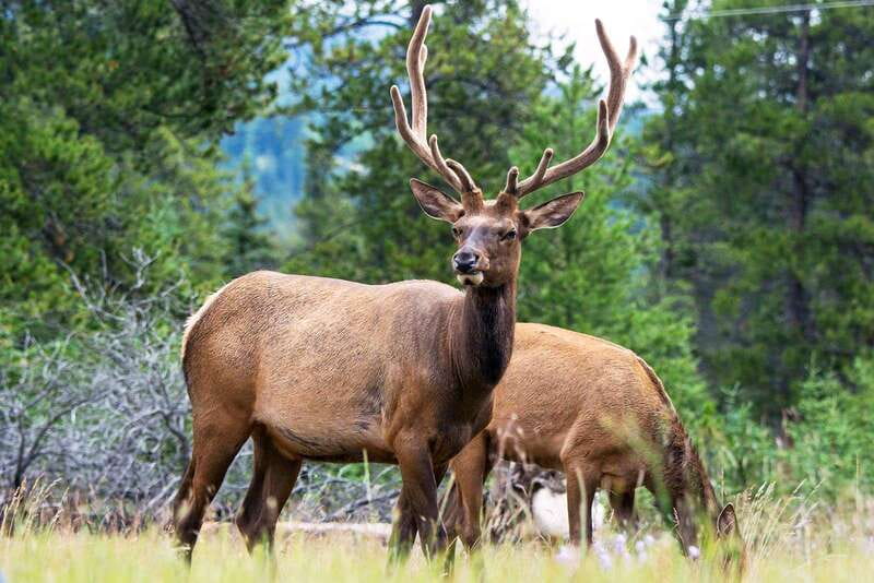 Jasper National Park: Evening or Morning Wildlife Watch Tour - Price and Value: Why $63 Can Beat a DIY Search