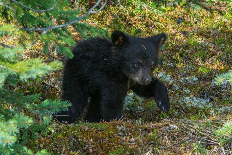 Jasper National Park: Evening or Morning Wildlife Watch Tour - How the Guide Picks the Route for When Animals Actually Move