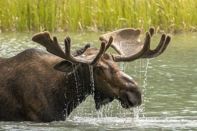 Jasper National Park Tour Maligne Valley, Medicine Lake with Walk - What the $67.79 price covers, and what to bring anyway