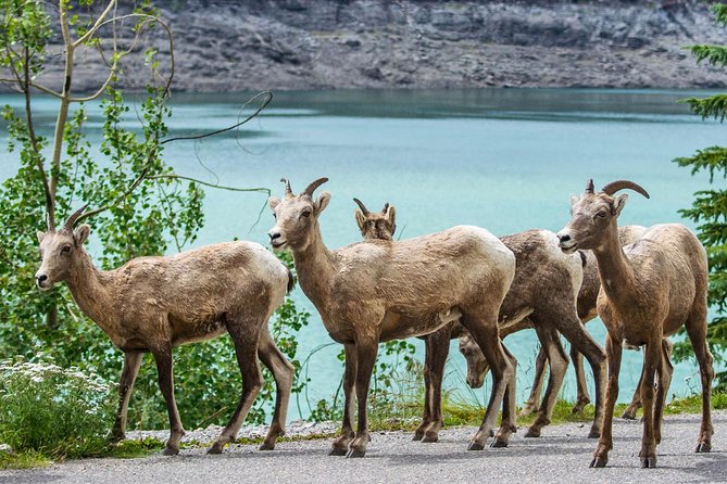 Jasper Wildlife and Sightseeing Tour with Maligne Lake Hike - What To Pack So Weather Does Not Steal Your Joy