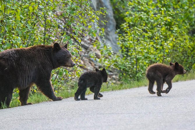 Jasper Wildlife and Sightseeing Tour with Maligne Lake Hike - Medicine Lake: Limestone Cliffs, Shore-Walk Views, And Photo Angles
