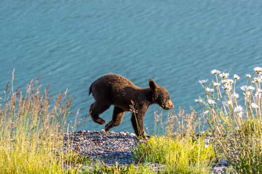 Jasper: Wildlife and Waterfalls Tour with Lakeshore Hike - Quick take: what you’ll actually do