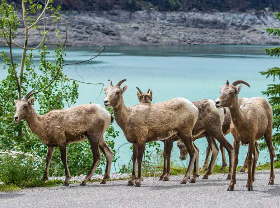 Jasper: Wildlife and Waterfalls Tour with Lakeshore Hike - Transportation, group size, and comfort on a long day in changing weather