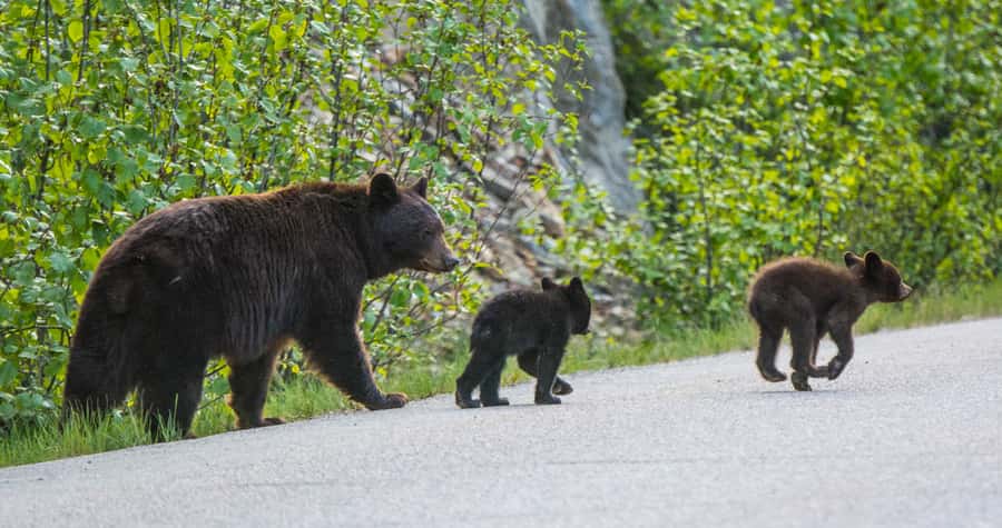 Jasper: Wildlife and Waterfalls Tour with Lakeshore Hike - Wildlife spotting along the drive: what matters most for elk, bear, and moose