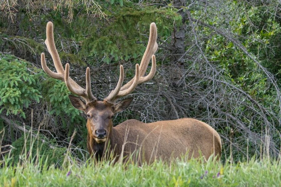 Jasper: Wildlife and Waterfalls Tour with Lakeshore Hike - Maligne Lake 2-3 kilometer interpretive hike: the heart of the day