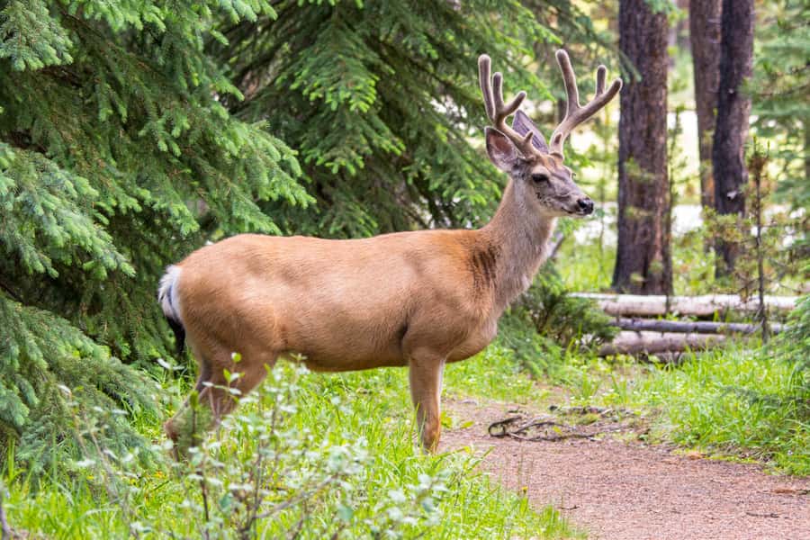 Jasper: Wildlife and Waterfalls Tour with Lakeshore Hike - Maligne Lake Day Lodge free time: using the calm after the walk
