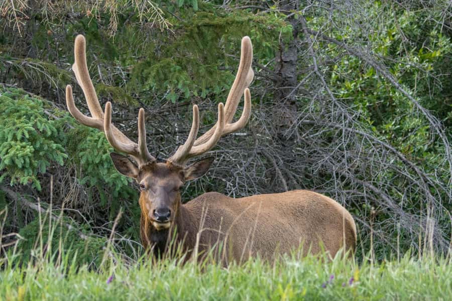 Jasper: Wildlife and Waterfalls Tour with Lakeshore Hike - Your guide experience: why names like Jake and Canadian Sam keep showing up