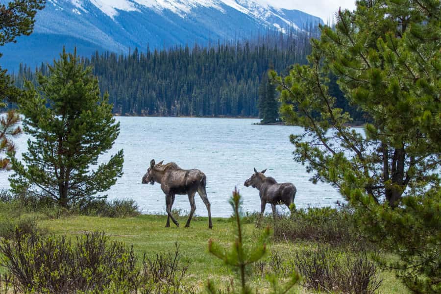 Jasper: Wildlife and Waterfalls Tour with Lakeshore Hike - Getting to Maligne Valley in a 6-hour window from Jasper