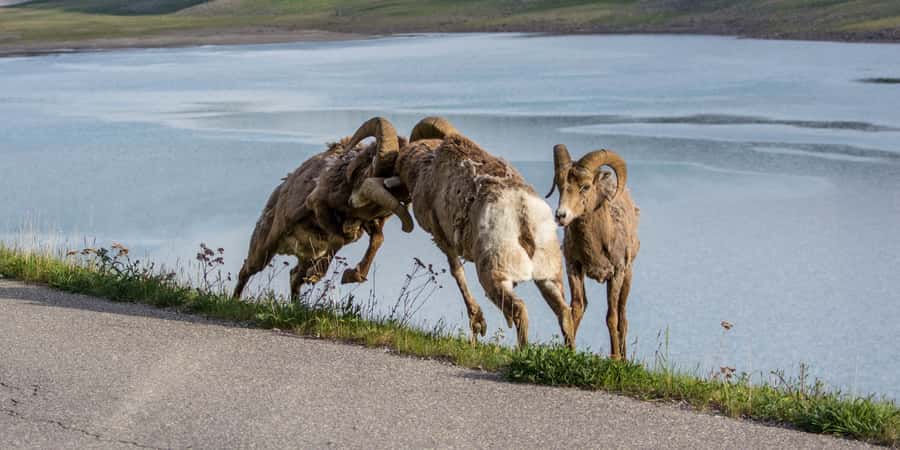 Jasper: Wildlife and Waterfalls Tour with Maligne Cruise - Price and Value: Does $155 Deliver Here?