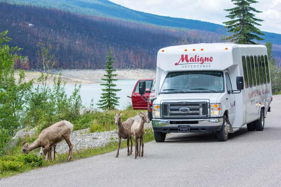 Jasper: Wildlife and Waterfalls Tour with Maligne Cruise - Maligne Canyon Waterfalls, the 164-Foot Walk, and the Wildfire Closure Twist