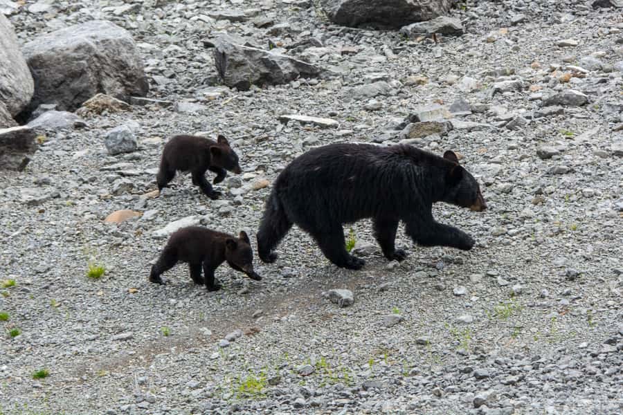Jasper: Wildlife and Waterfalls Tour with Maligne Cruise - The Maligne Lake Cruise and Spirit Island: Where the Day Turns Relaxing