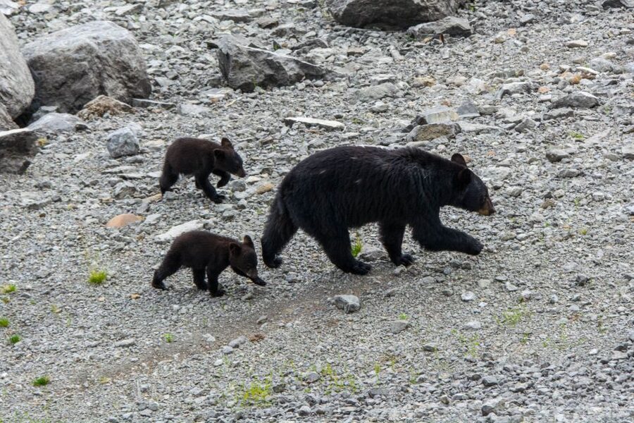 Jasper: Wildlife and Waterfalls Tour with Maligne Cruise - Wildlife Spotting: How the Tour Improves Your Odds for Bears, Moose, and More