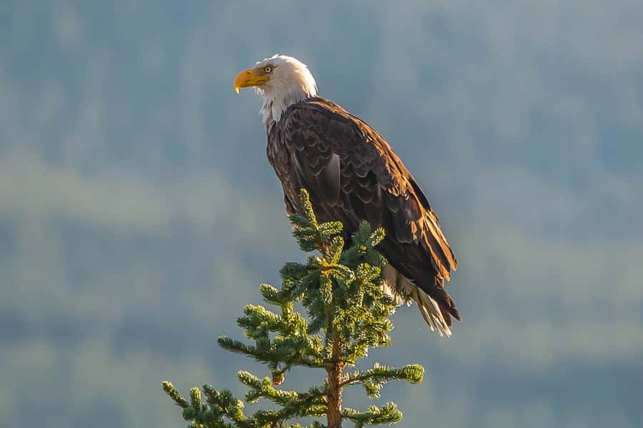 Jasper: Wildlife and Waterfalls Tour with Maligne Cruise - What’s Included, What’s Not, and the Small Costs That Matter