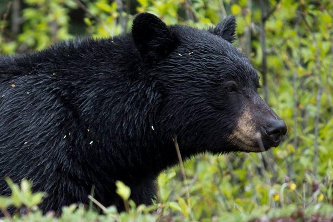Jasper Wildlife & Sightseeing Tour with Maligne Lake Cruise - Maligne Valley, then Spirit Island