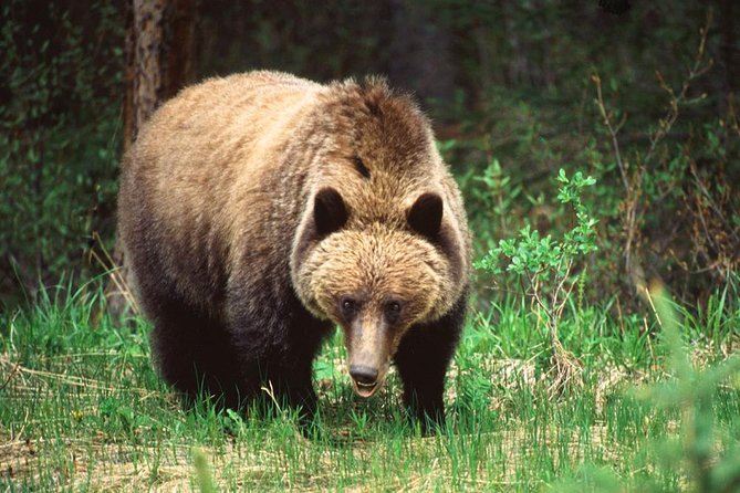 Jasper Wildlife & Sightseeing Tour with Maligne Lake Cruise - Maligne Canyon: waterfalls may be closed, and that changes the story
