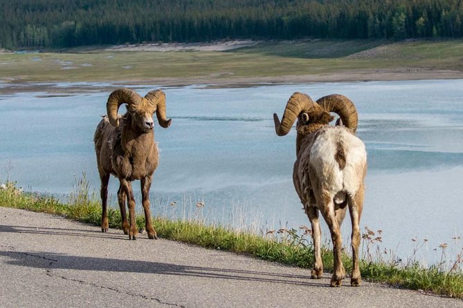 Jasper Wildlife & Sightseeing Tour with Maligne Lake Cruise - Medicine Lake: short walk, big meaning