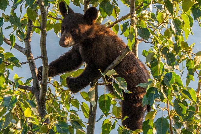 Jasper Wildlife & Sightseeing Tour with Maligne Lake Cruise - Maligne Lake cruise to Spirit Island