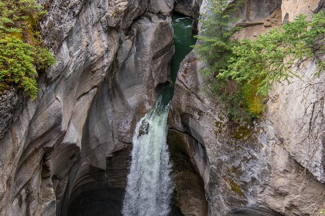 Jasper Wildlife & Sightseeing Tour with Maligne Lake Cruise - From Jasper hotels to the Maligne Valley