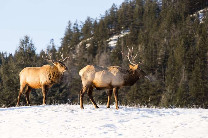 Jasper: Winter Wildlife Bus Tour in Jasper National Park - Key Things to Know Before You Go