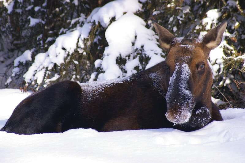 Jasper: Winter Wildlife Bus Tour in Jasper National Park - Inside Jasper National Park: Scenic Drive Meets Wildlife Viewing