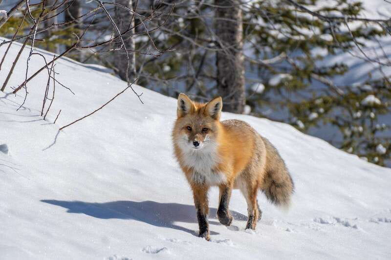 Jasper: Winter Wildlife Bus Tour in Jasper National Park - Athabasca Valley Stops for Winter Vistas and Photo Breaks