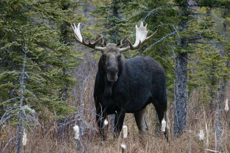Jasper: Winter Wildlife Bus Tour in Jasper National Park - The Wildlife Viewing Game Plan (and Why Your Guide Matters)