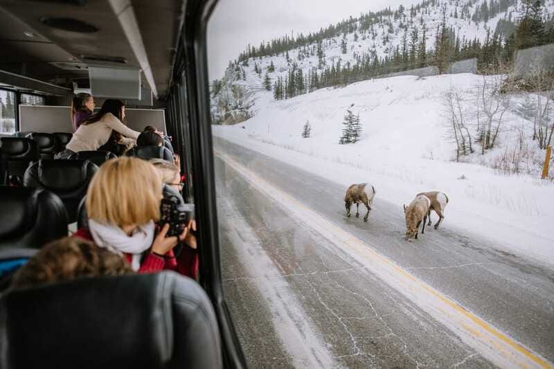 Jasper: Winter Wildlife Bus Tour in Jasper National Park - Comfort and Safety on Wintry Roads
