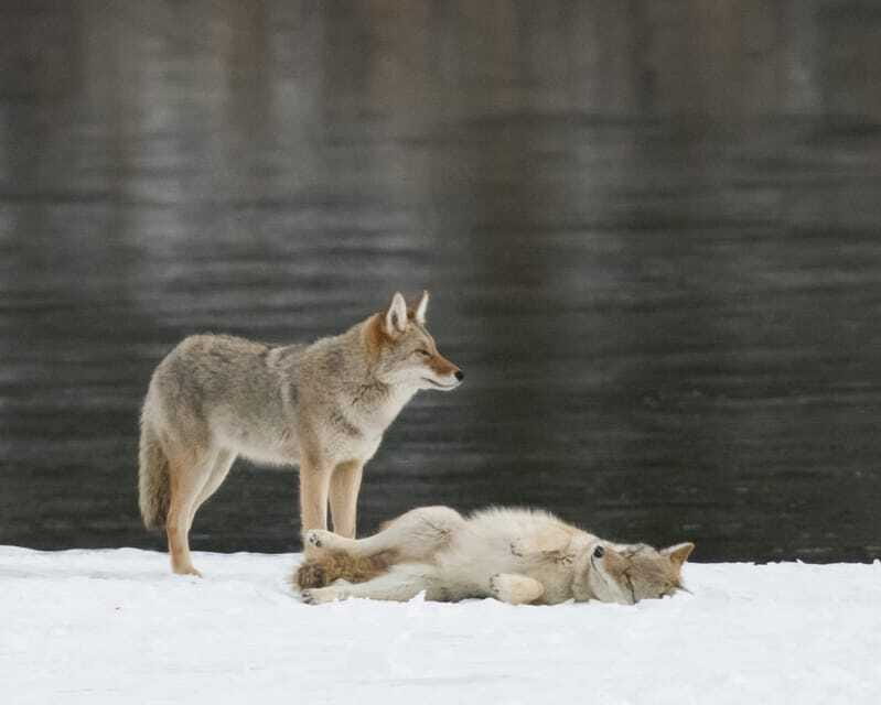 Jasper: Winter Wildlife Bus Tour in Jasper National Park - Who This Jasper Winter Tour Is Best For
