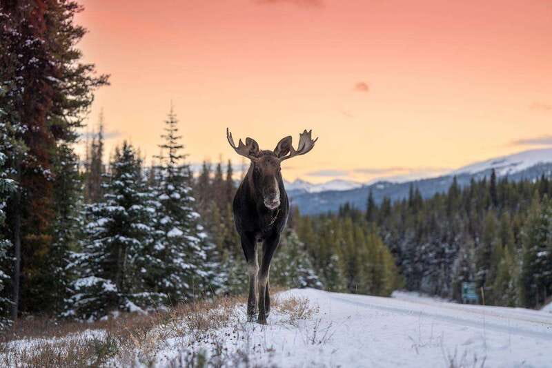 Jasper: Winter Wildlife Bus Tour in Jasper National Park - Price and Value: Is $62 Worth It?