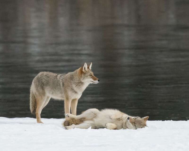 Jasper: Winter Wildlife Bus Tour in Jasper National Park - The 30-Minute Ride That Gets You Set Up for Wildlife