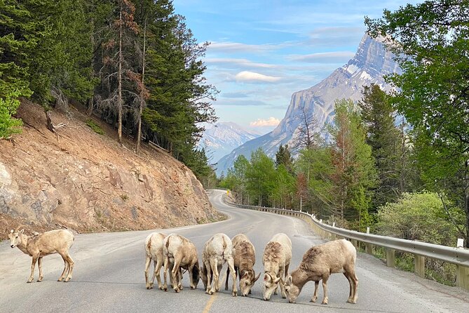 Johnston Canyon, Lake Louise & Banff: Small-Group Day Tour - Banff Avenue lunch time, shops, and the human side of town