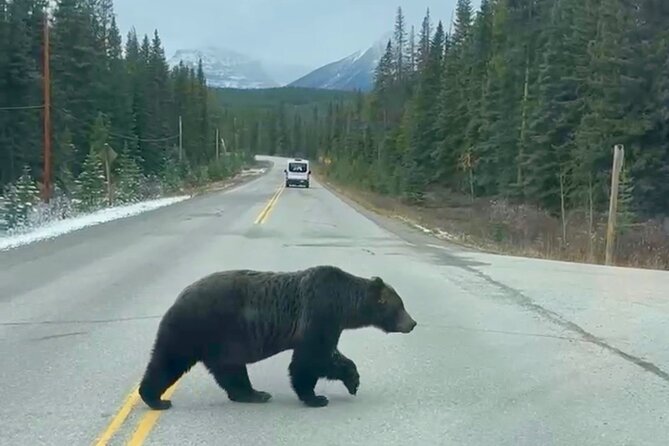 Johnston Canyon, Lake Louise & Banff: Small-Group Day Tour - What the guide adds, and why small group pacing matters