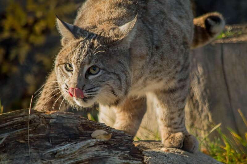 Kamloops: BC Wildlife Park Entry Ticket - Key highlights worth building your day around