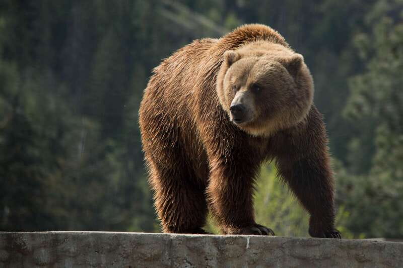 Kamloops: BC Wildlife Park Entry Ticket - Where the BC Wildlife Park fits in a Kamloops plan
