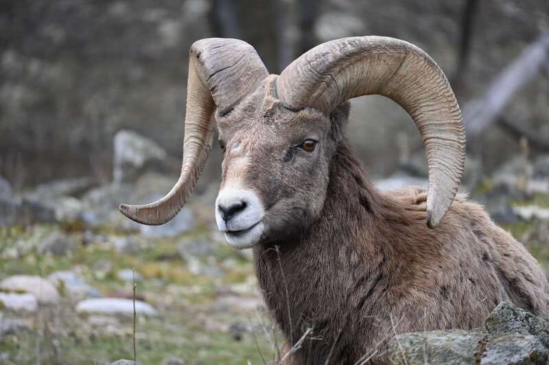 Kamloops: BC Wildlife Park Entry Ticket - Outdoor viewing, playground breaks, and the mini train choice