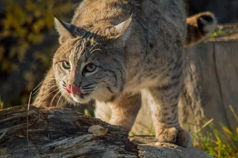 Kamloops: BC Wildlife Park Entry Ticket - Education that connects the dots, plus a gift shop that supports the mission