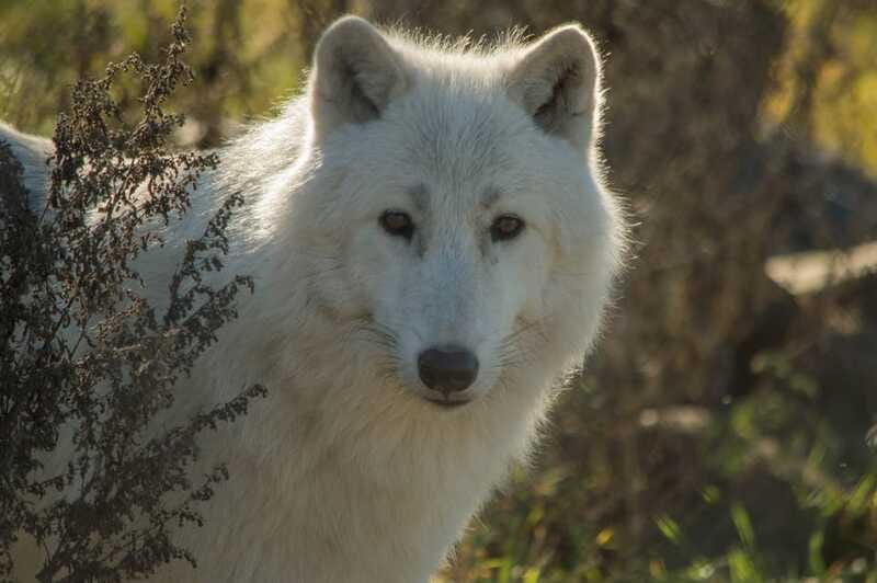 Kamloops: BC Wildlife Park Entry Ticket - What the mixed feedback means for your expectations